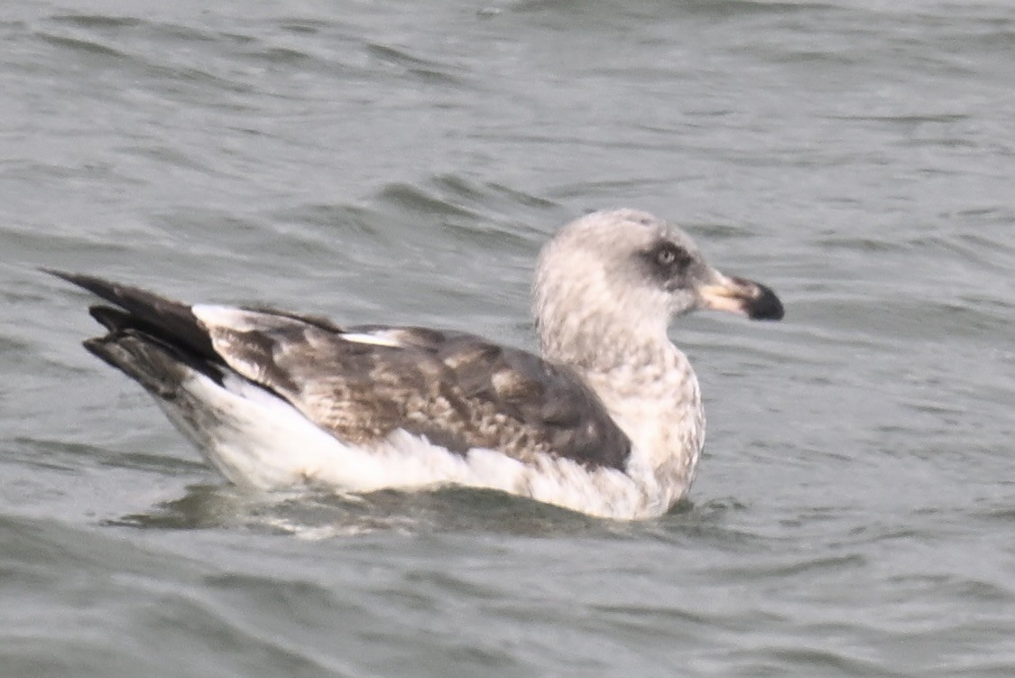 Western Gull - ML646025433
