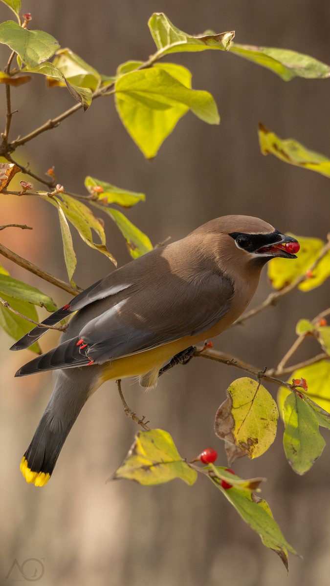 Cedar Waxwing - ML646025435