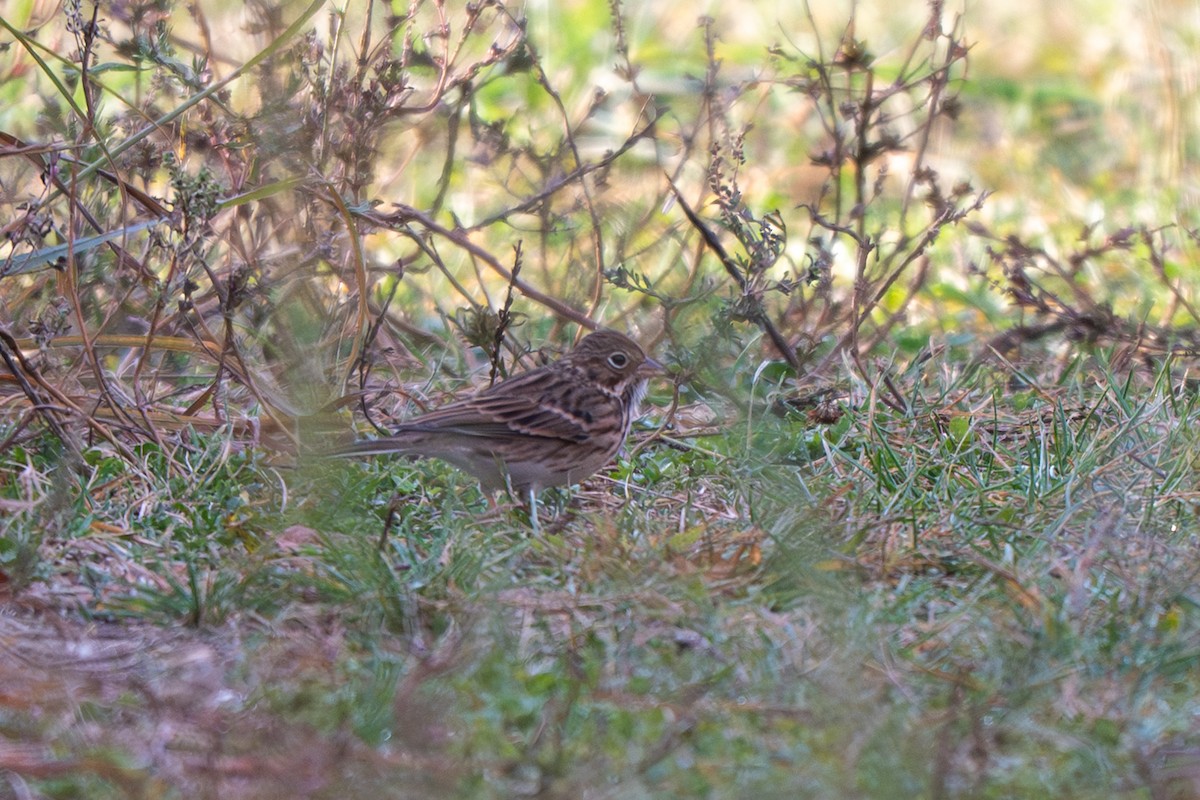 Vesper Sparrow - ML646025436