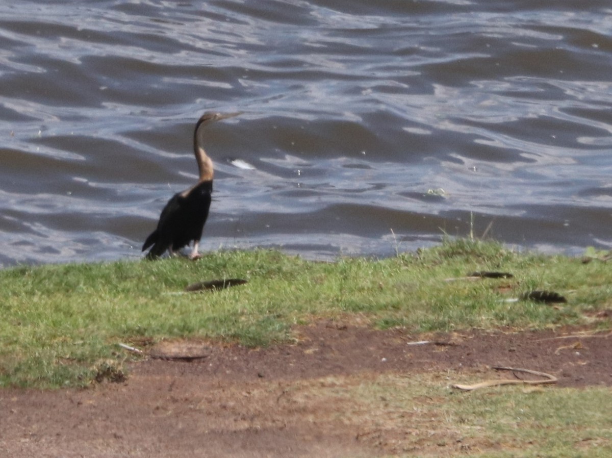 African Darter - ML646025437