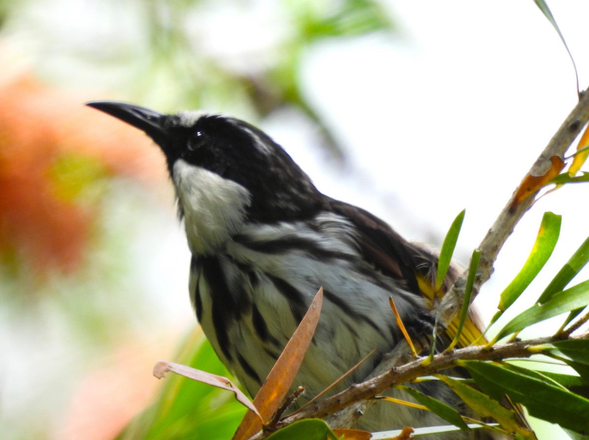 White-cheeked Honeyeater - ML646025440