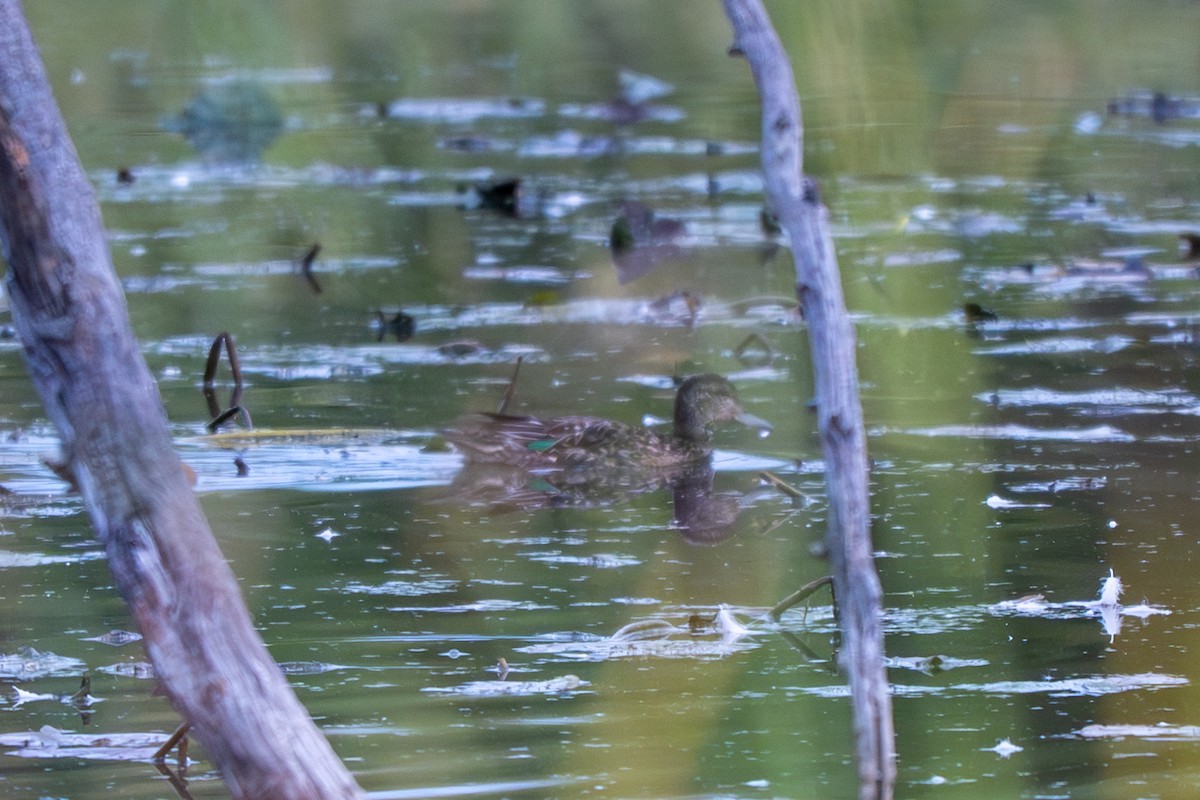 Green-winged Teal - ML646025441
