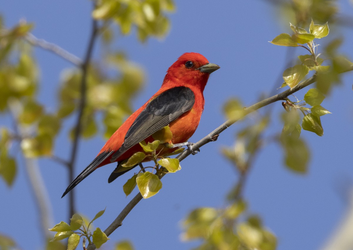 Scarlet Tanager - ML646025442