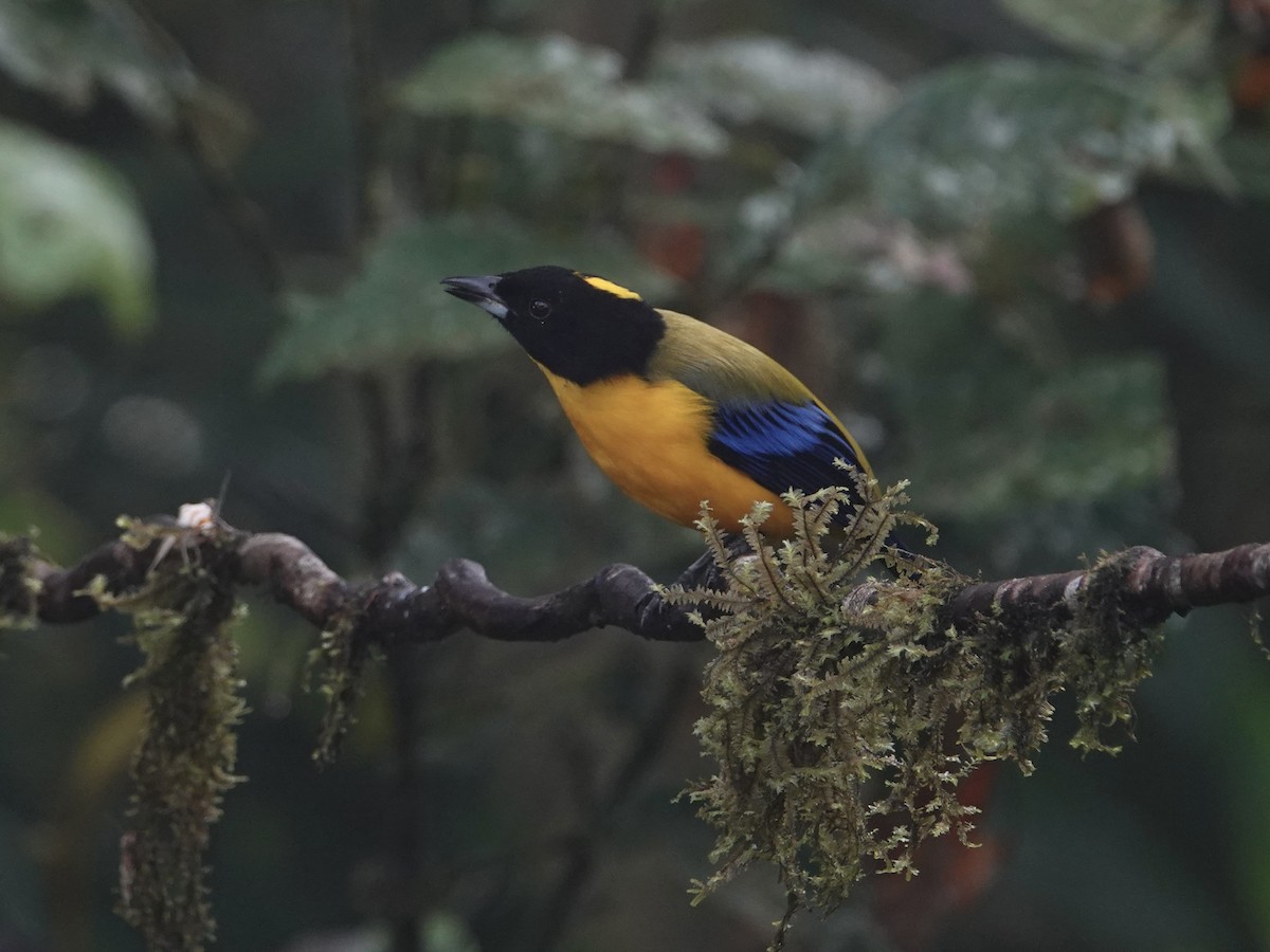 Tangara Barbinegra - ML646025445