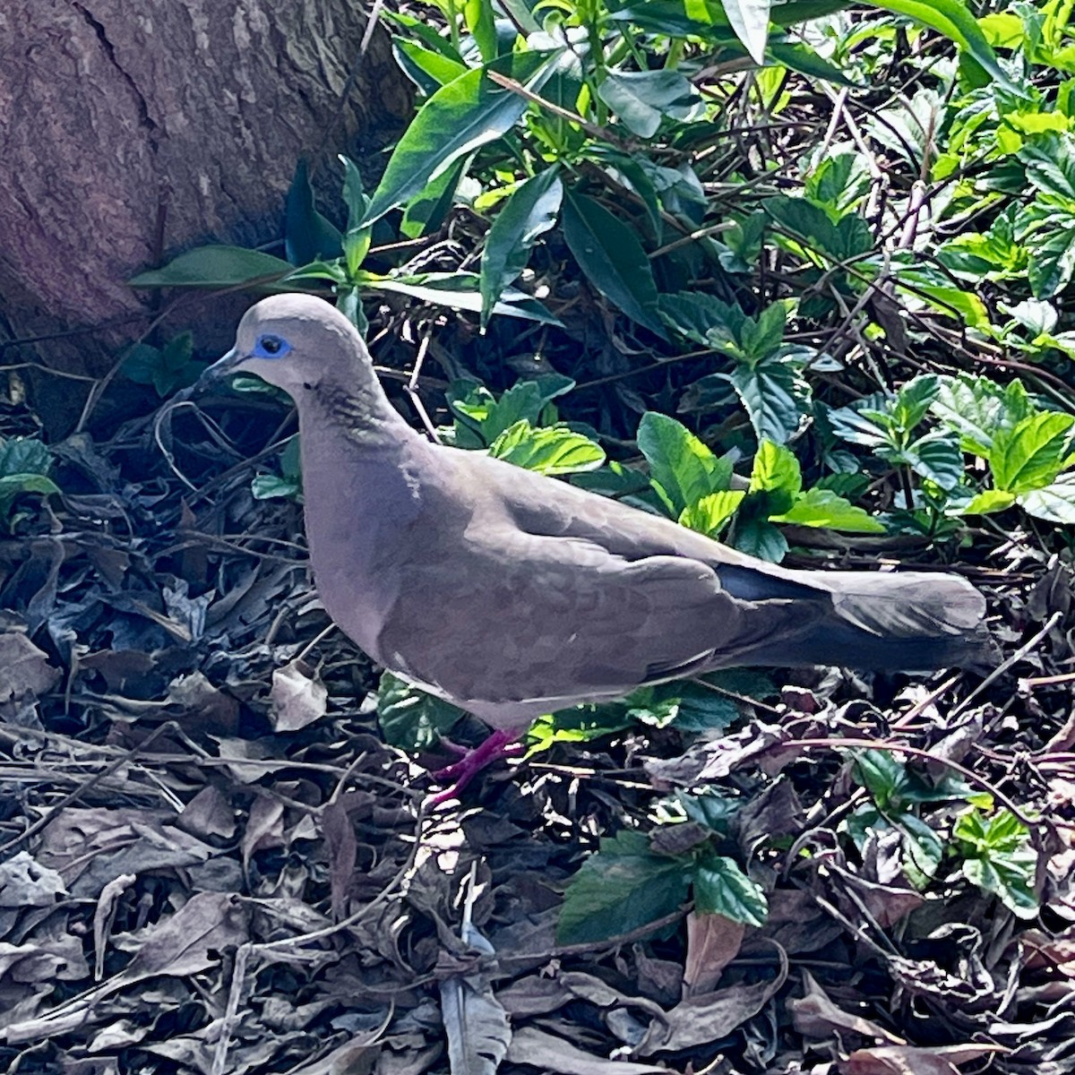 West Peruvian Dove - ML646025455