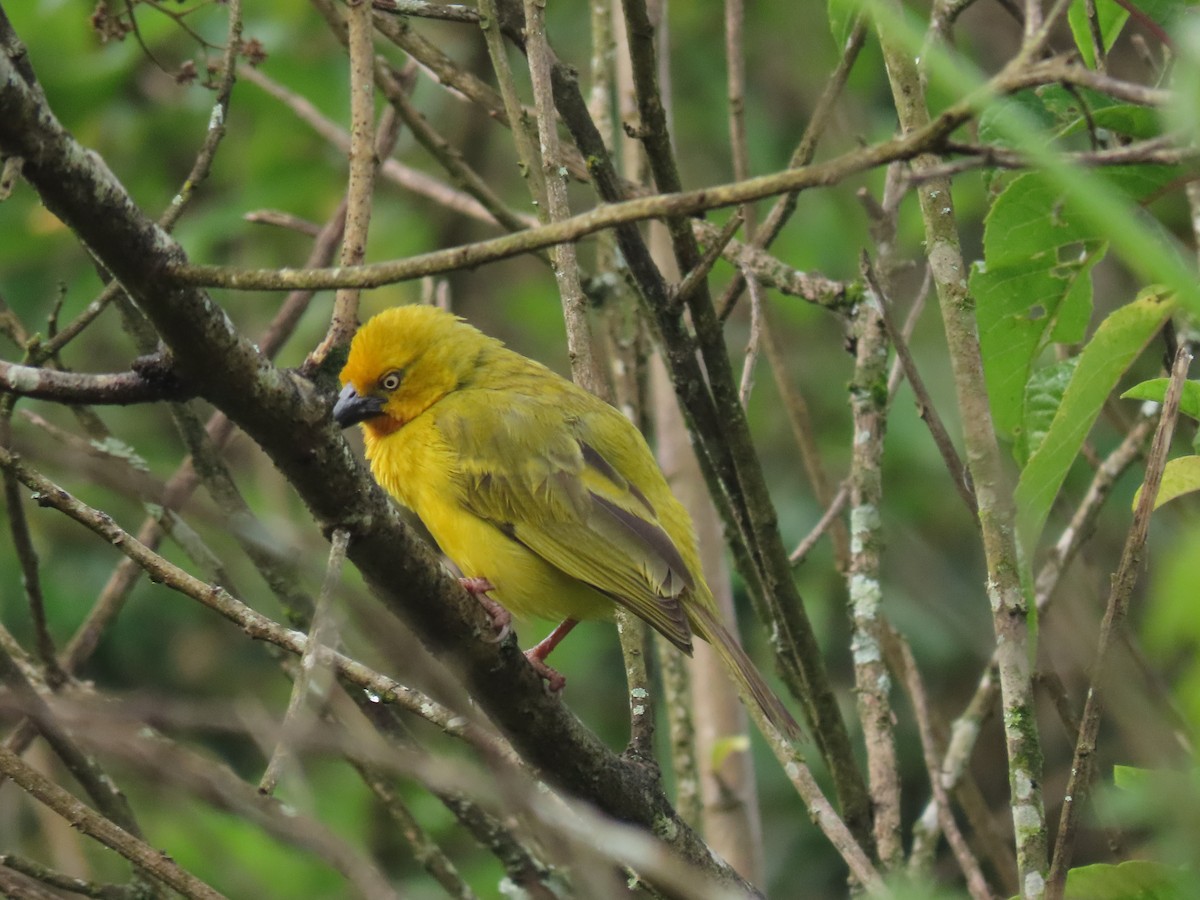 Holub's Golden-Weaver - ML646025462