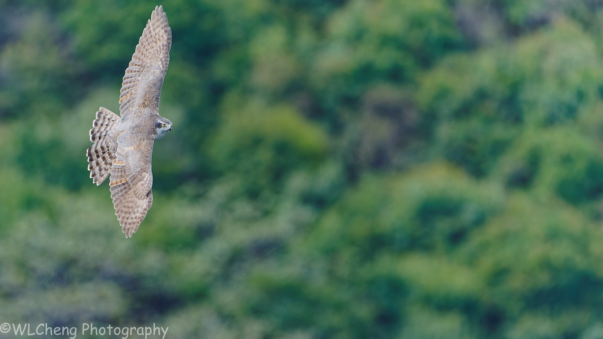 Eurasian Goshawk - ML646025463