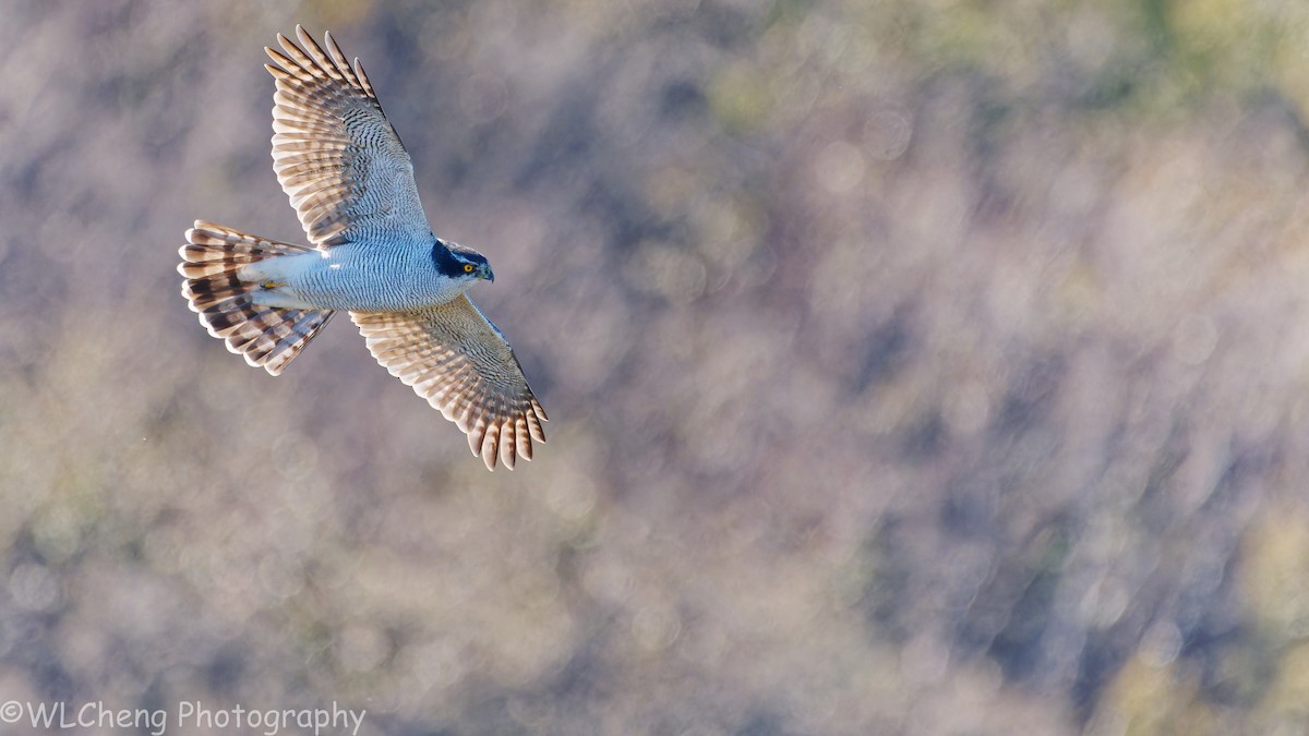 Eurasian Goshawk - ML646025464