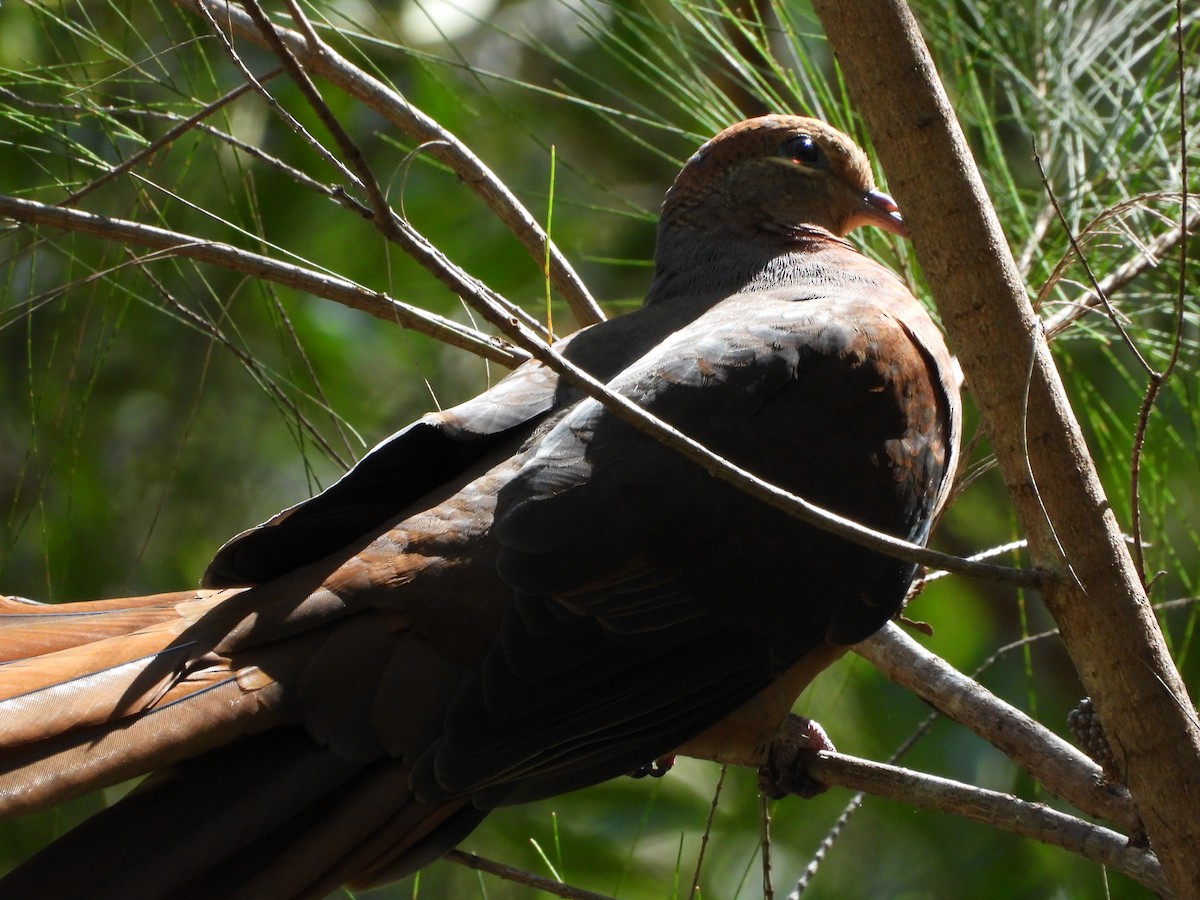 Maronentaube - ML646025467