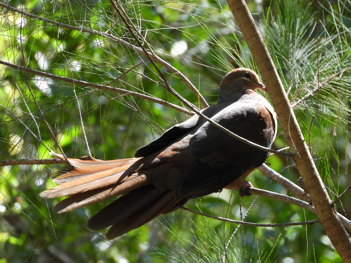 Maronentaube - ML646025468