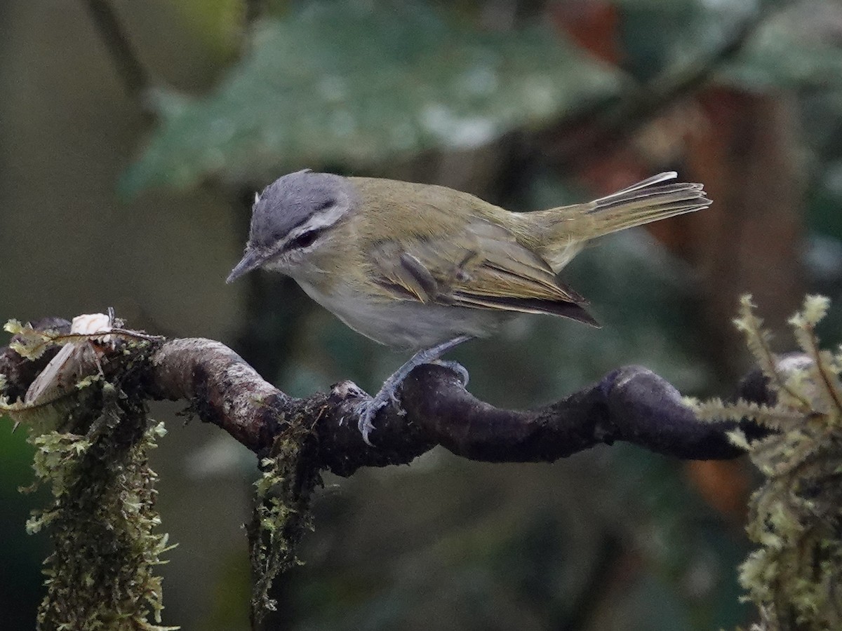 Chivi Vireo - ML646025481