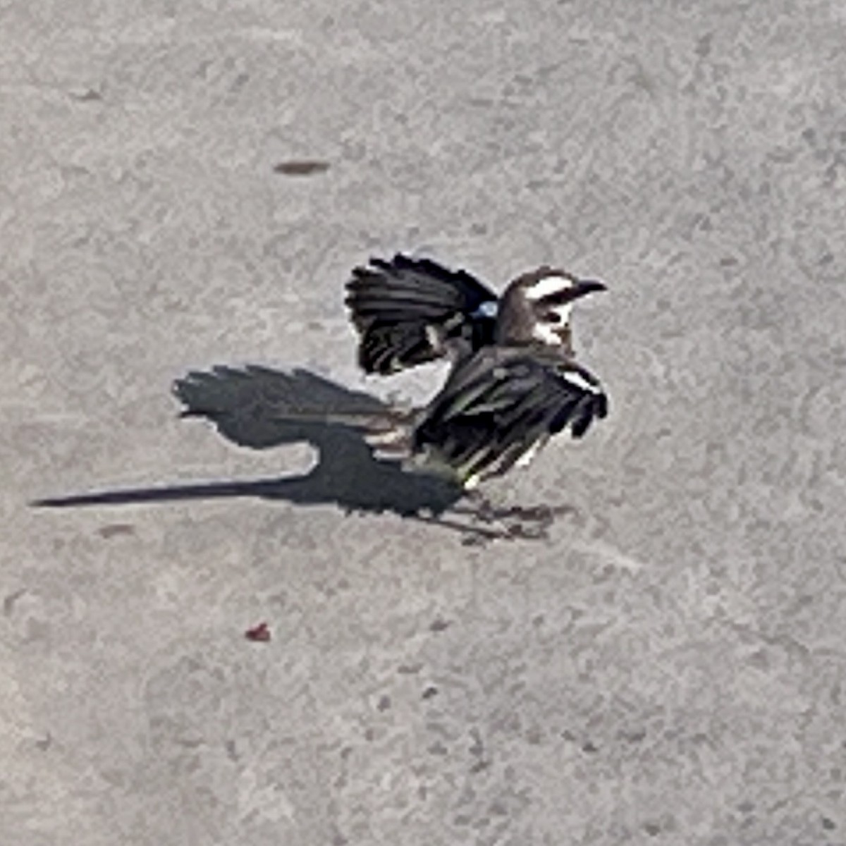 Long-tailed Mockingbird - ML646025482