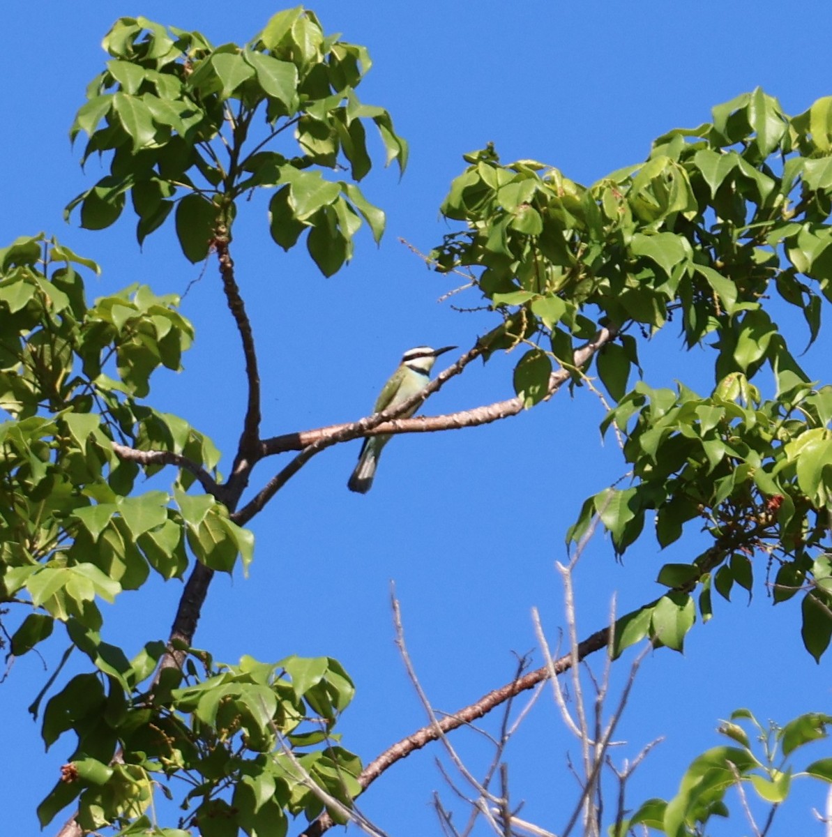 White-throated Bee-eater - ML646025485