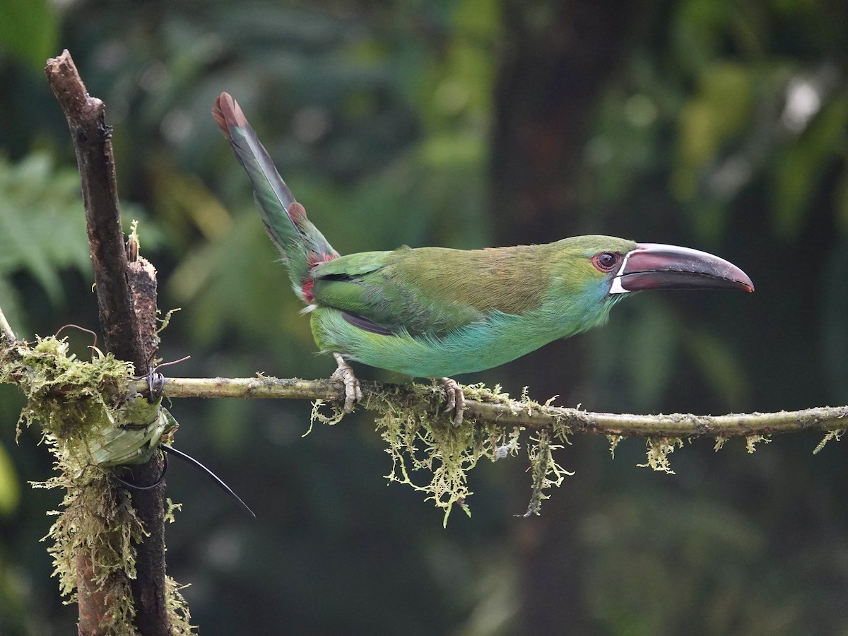 Crimson-rumped Toucanet - ML646025489