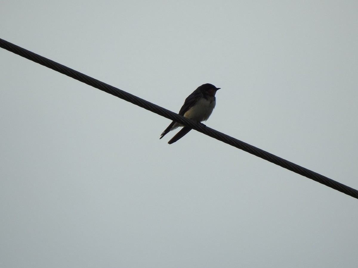 vlaštovka obecná - ML646025492