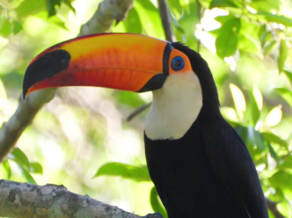 Toco Toucan - ML646025493