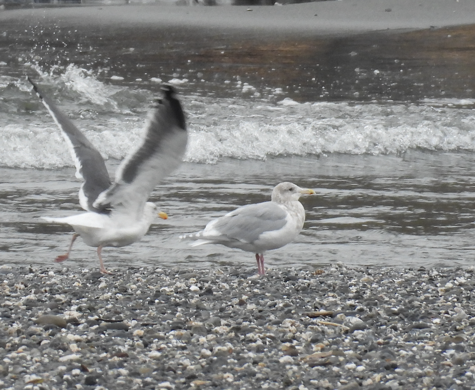 Glaucous-winged Gull - ML646025497