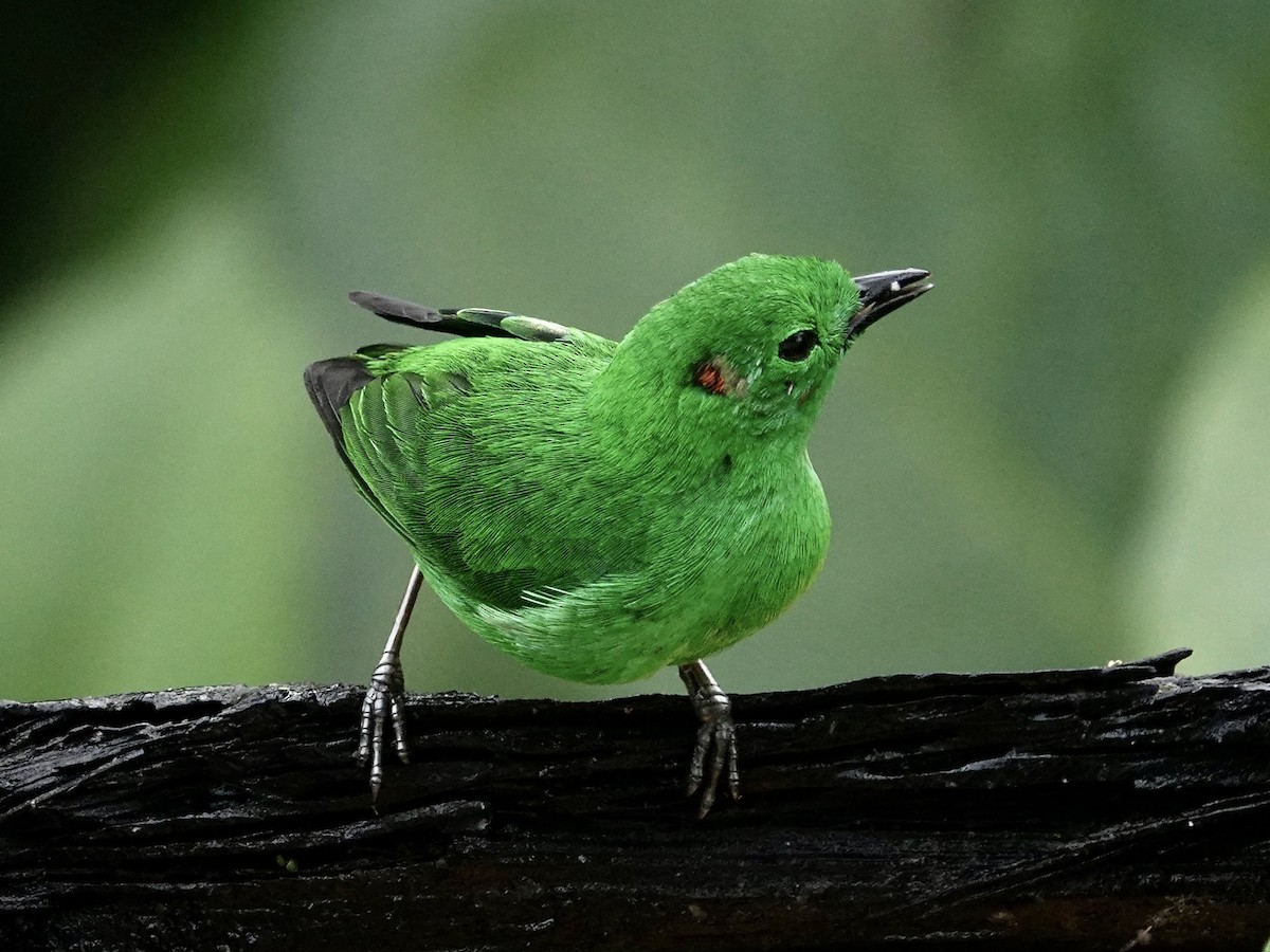 Glistening-green Tanager - ML646025499