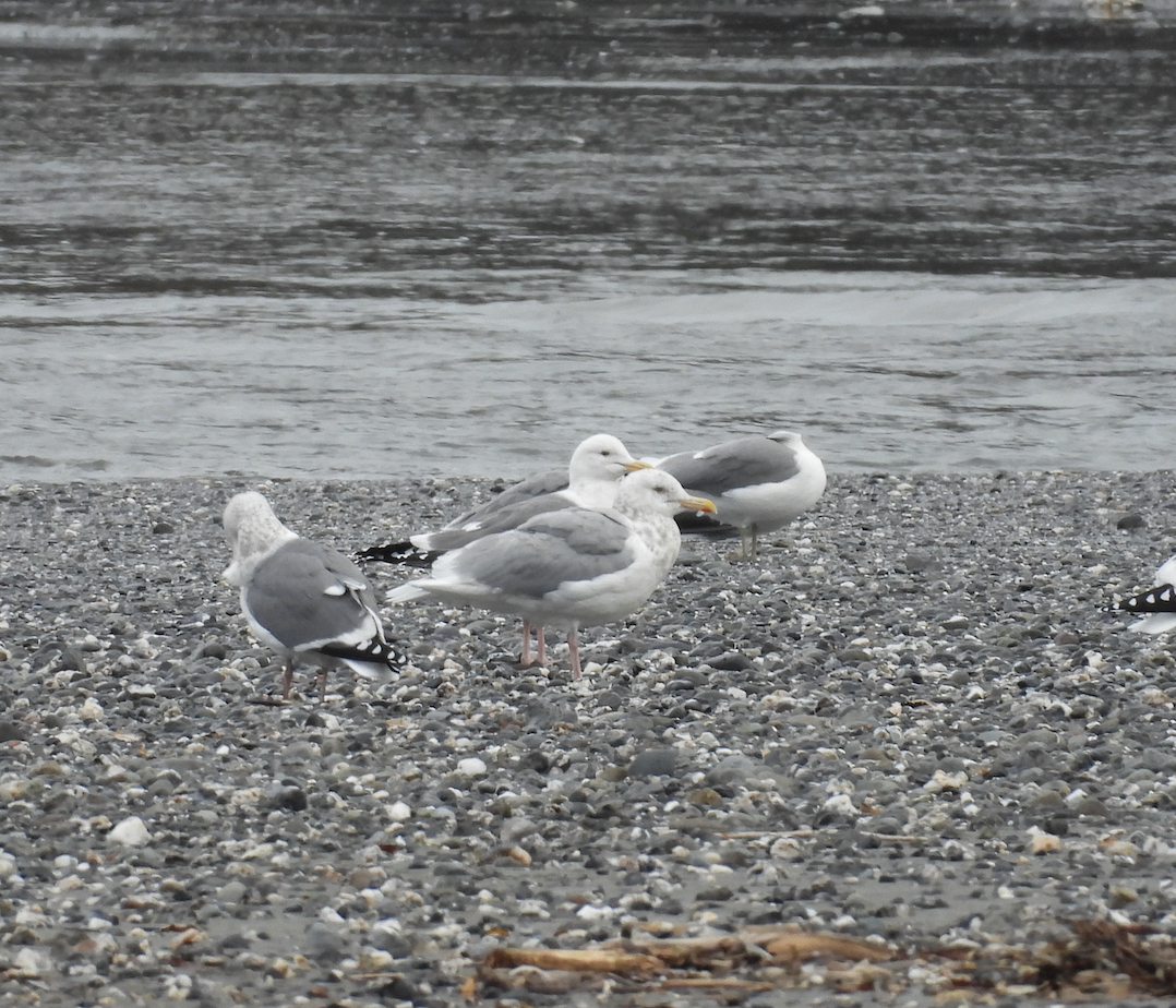 gull sp. - ML646025501