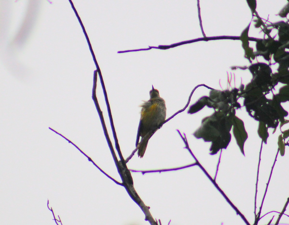 Indian Golden Oriole - ML646025507