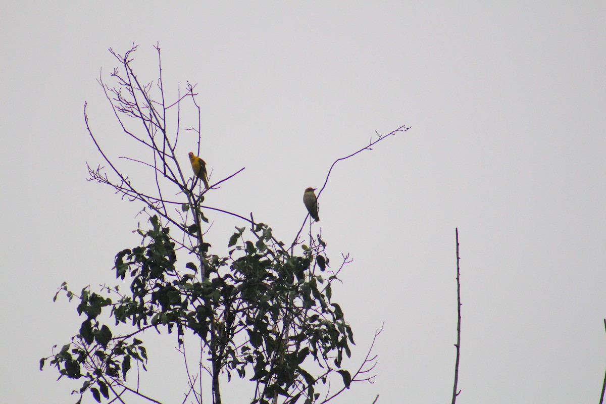 Indian Golden Oriole - ML646025508