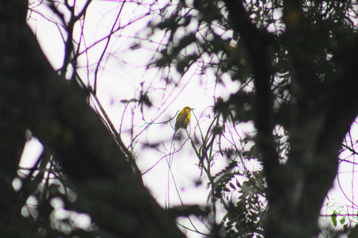 Indian Golden Oriole - ML646025509