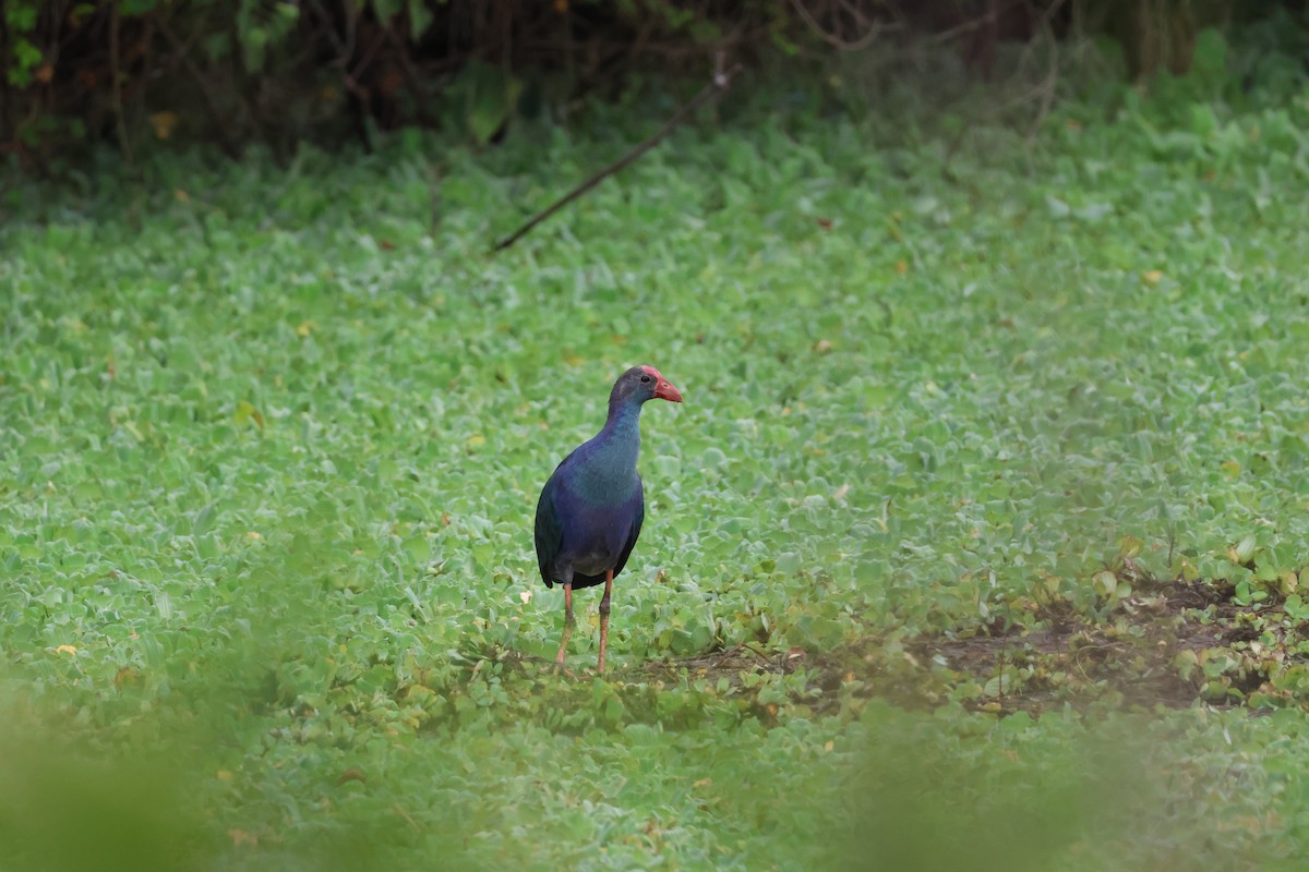 Gray-headed Swamphen - ML646025511