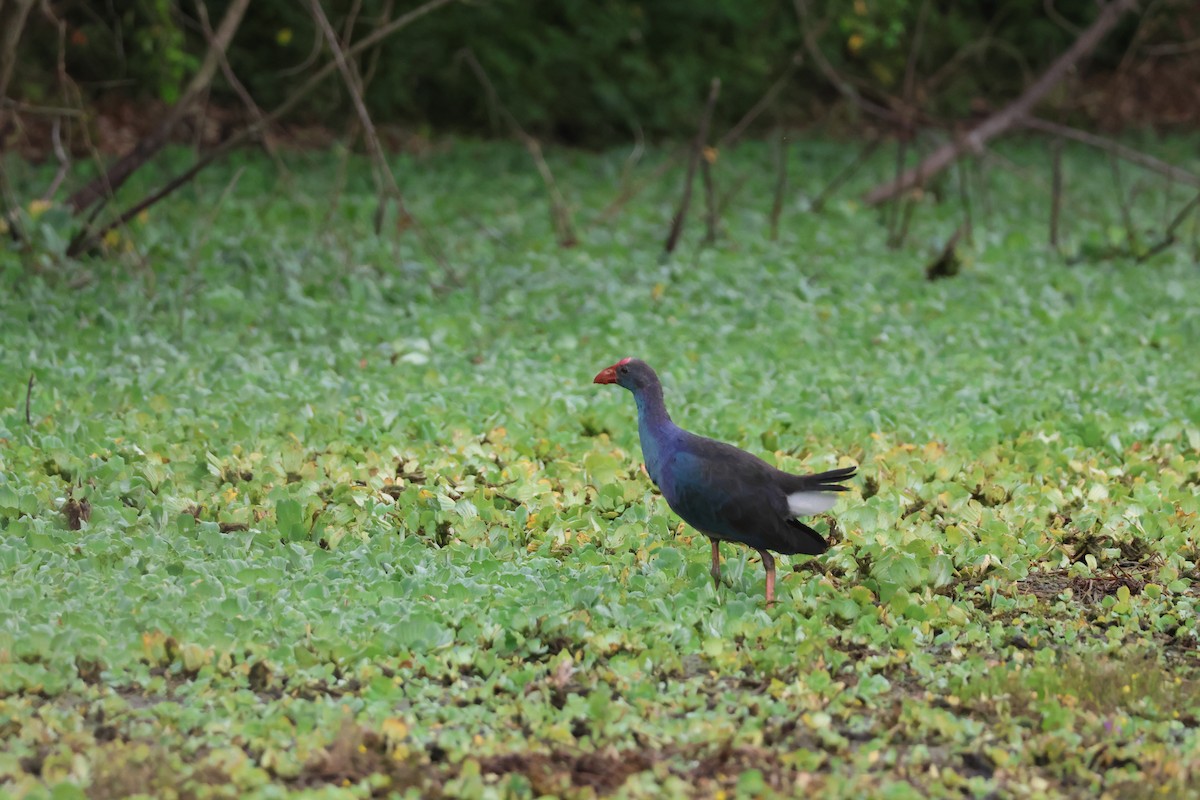 Gray-headed Swamphen - ML646025512