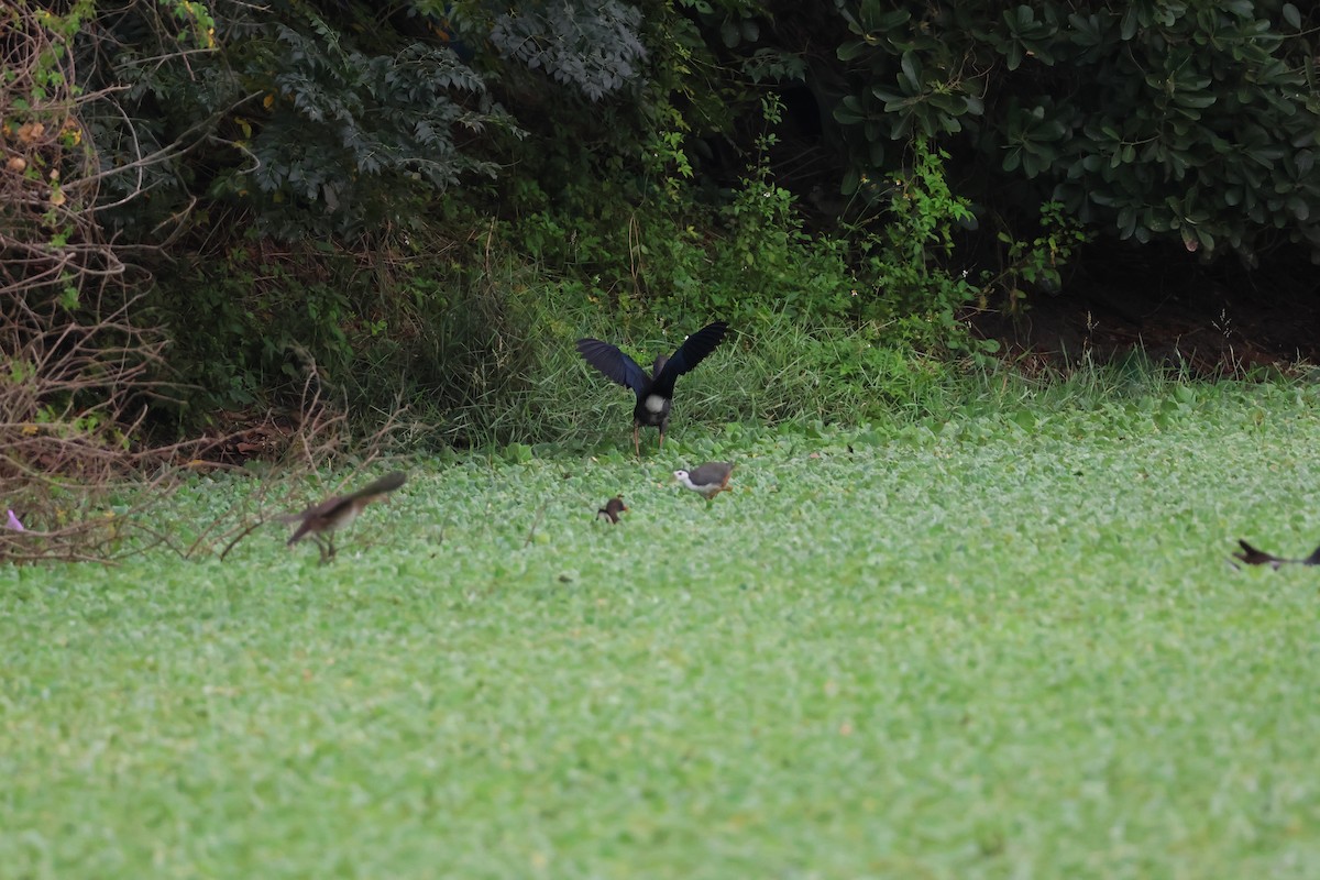 Gray-headed Swamphen - ML646025513