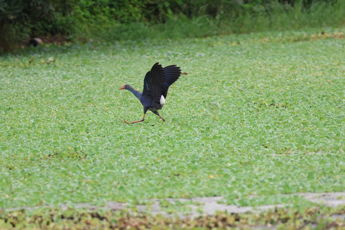 Gray-headed Swamphen - ML646025514