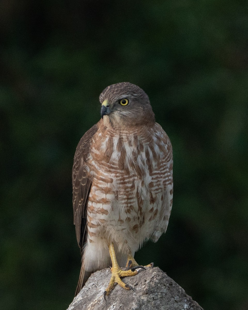 Shikra - ML646025516