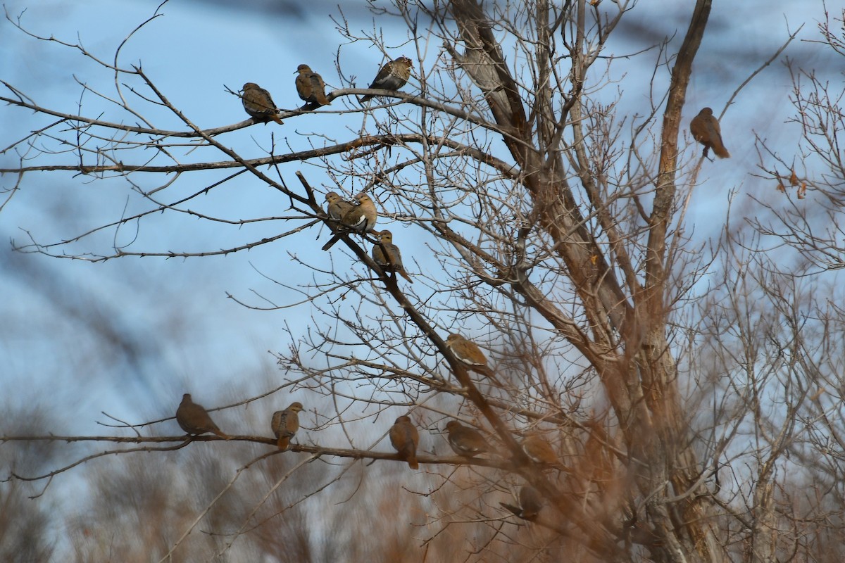 White-winged Dove - ML646025520