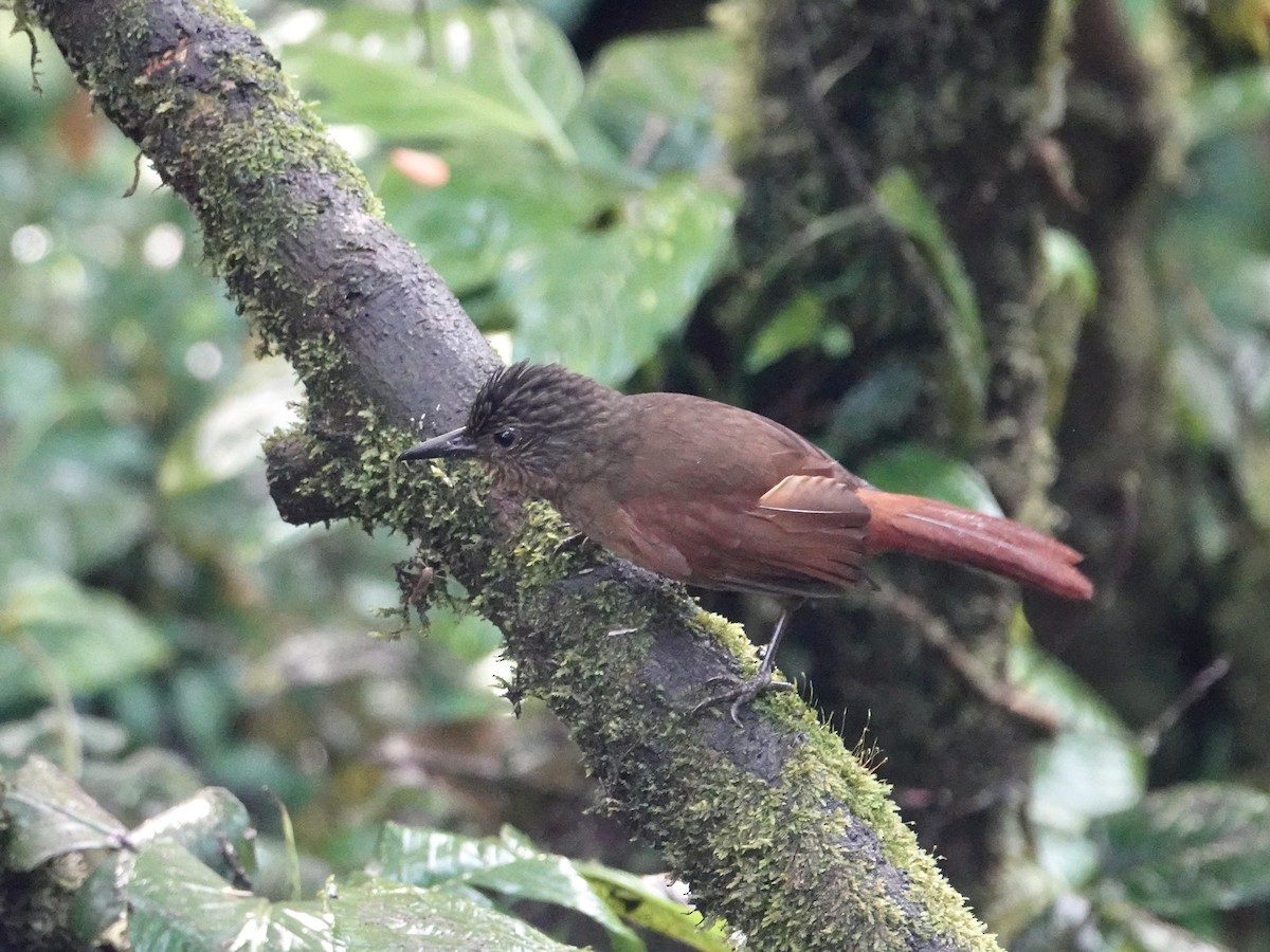 Streak-capped Treehunter - ML646025521
