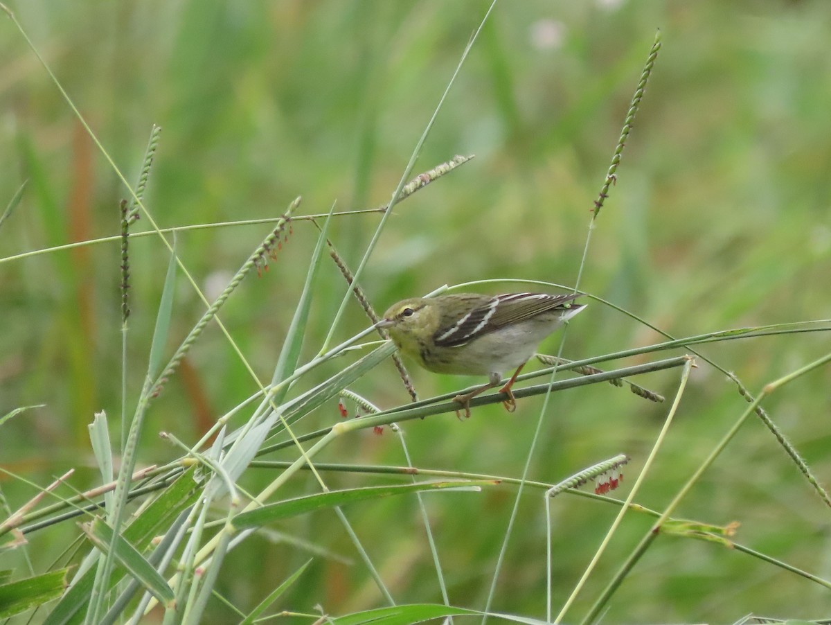 Blackpoll Warbler - ML646025522