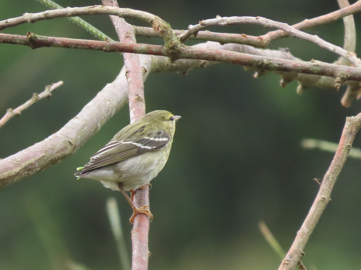 Blackpoll Warbler - ML646025523