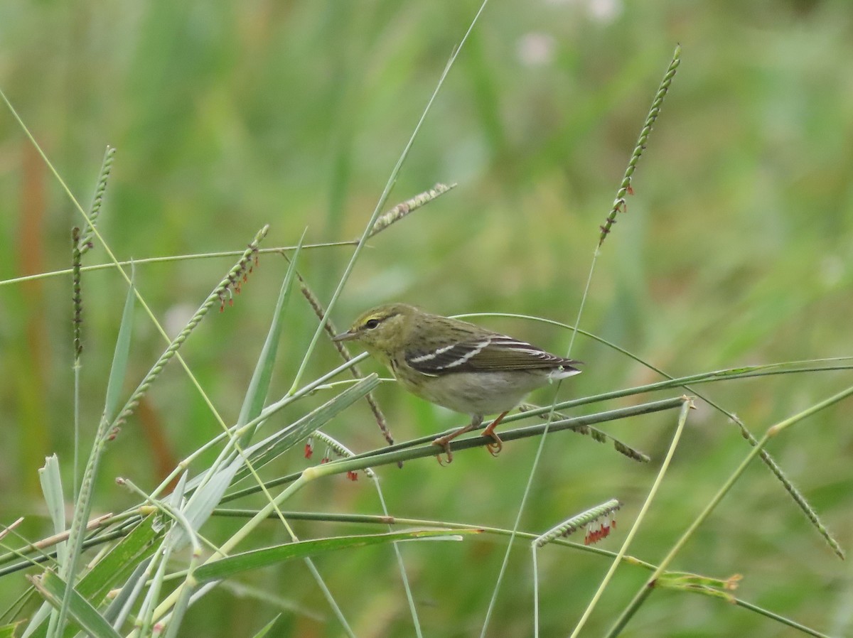 Blackpoll Warbler - ML646025525