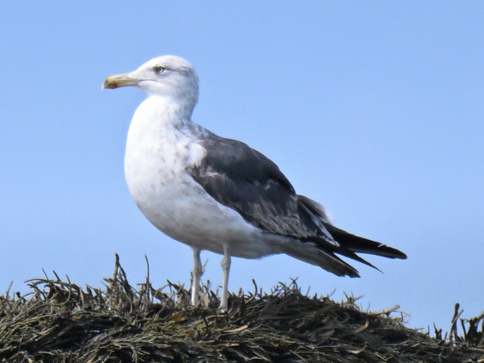 Zafferano - ML646025526