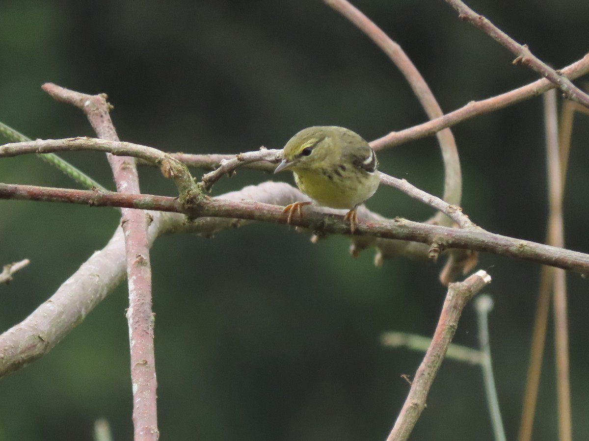 Blackpoll Warbler - ML646025527