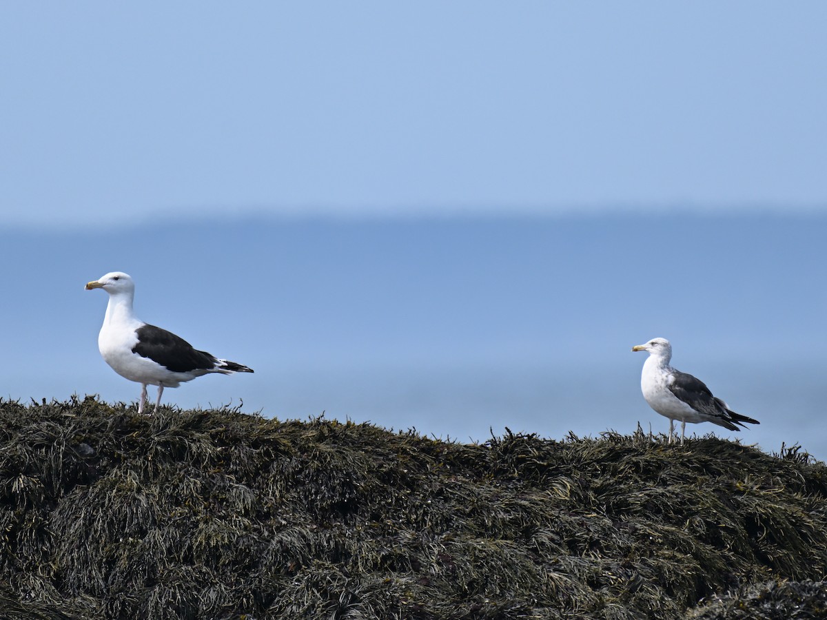 Zafferano - ML646025528