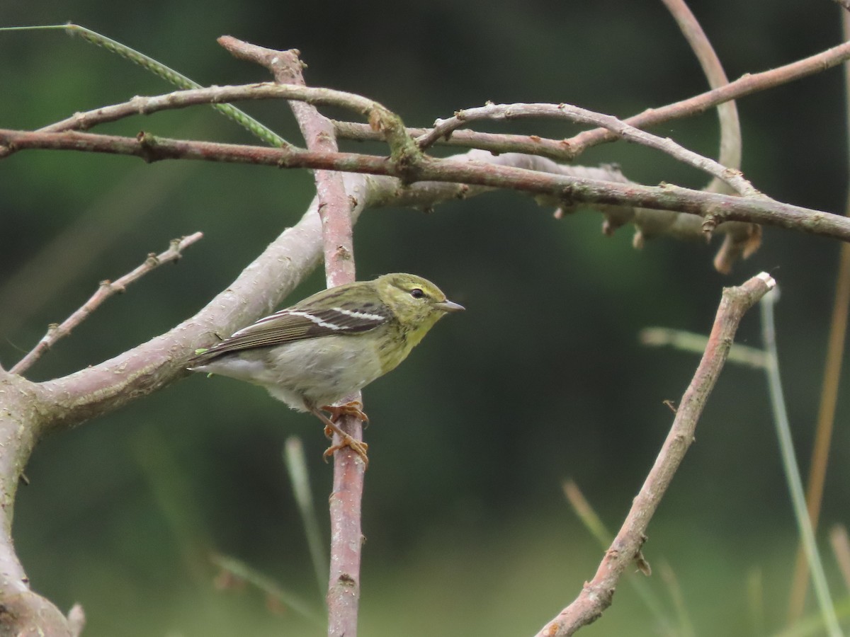 Blackpoll Warbler - ML646025529