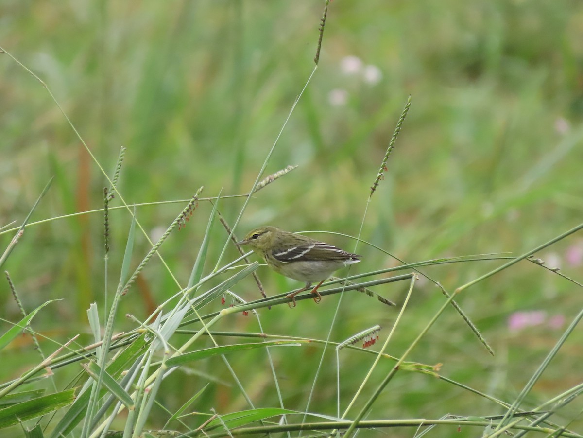 Blackpoll Warbler - ML646025530