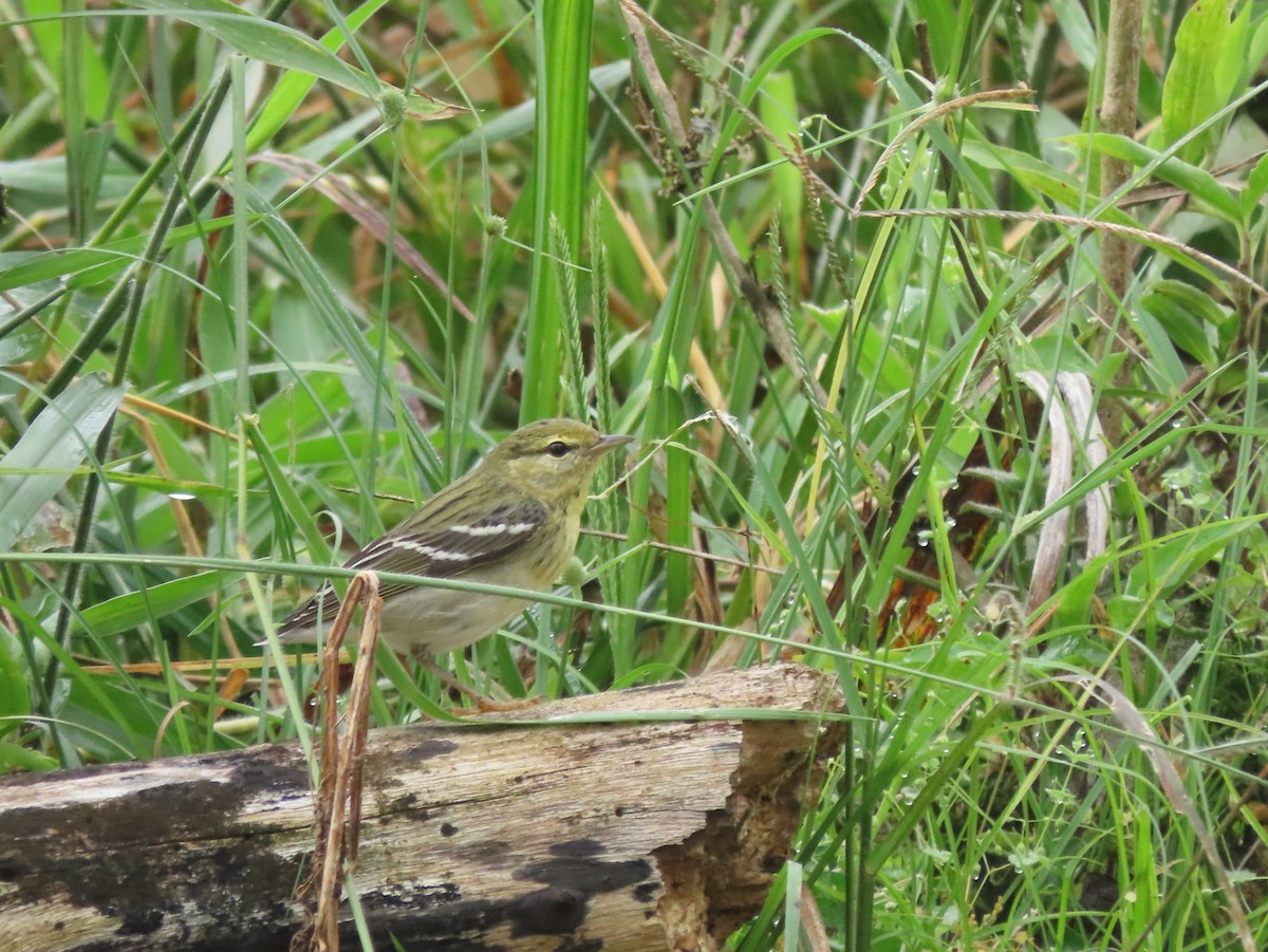 Blackpoll Warbler - ML646025531