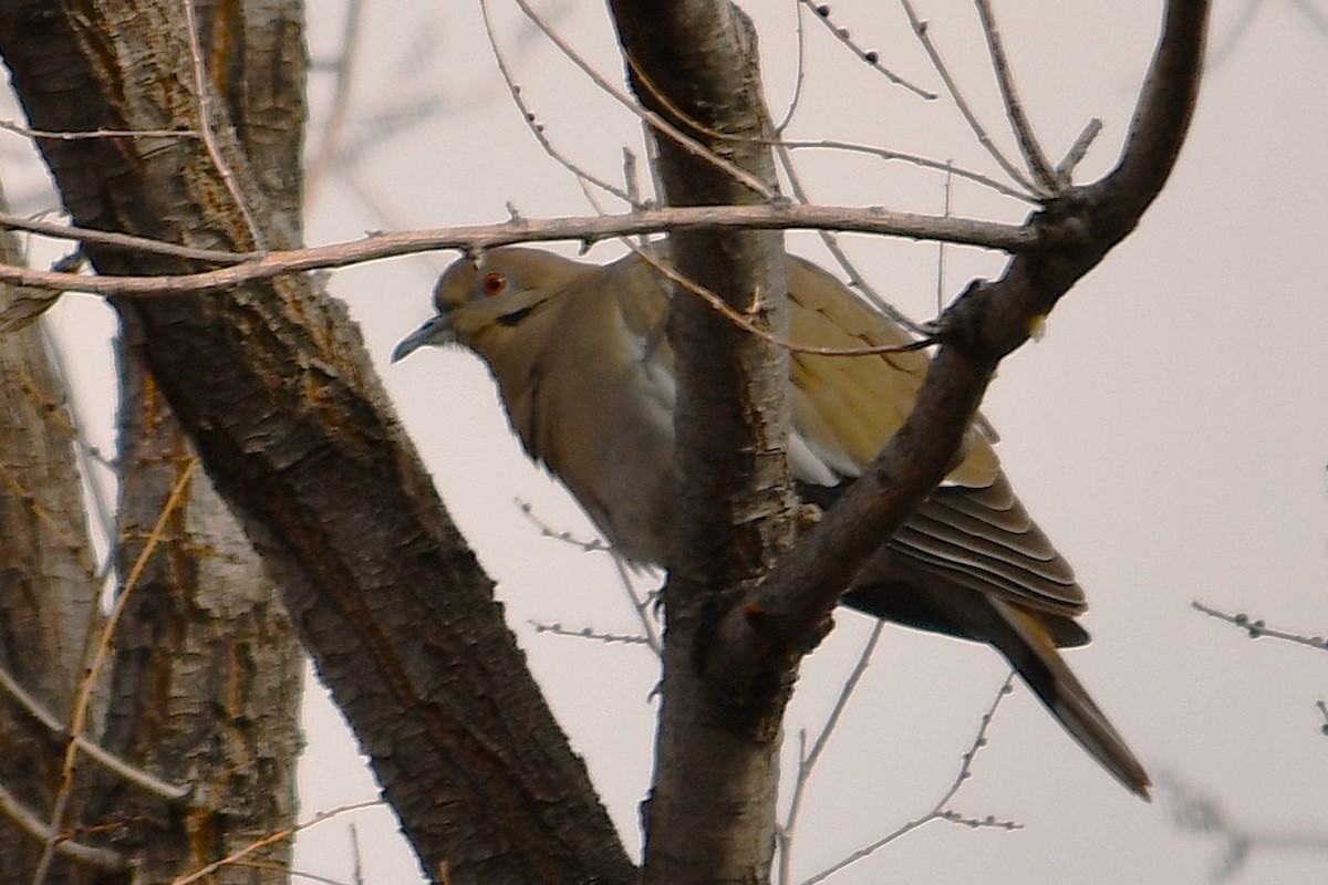 White-winged Dove - ML646025533