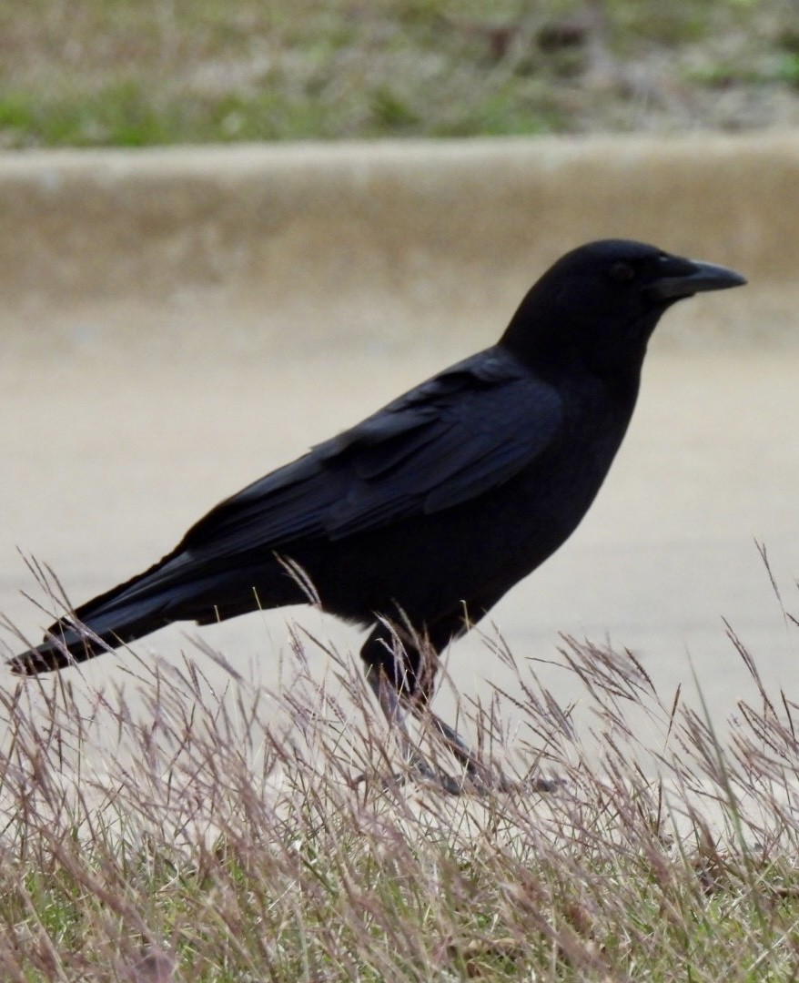 amerikakråke - ML646025537