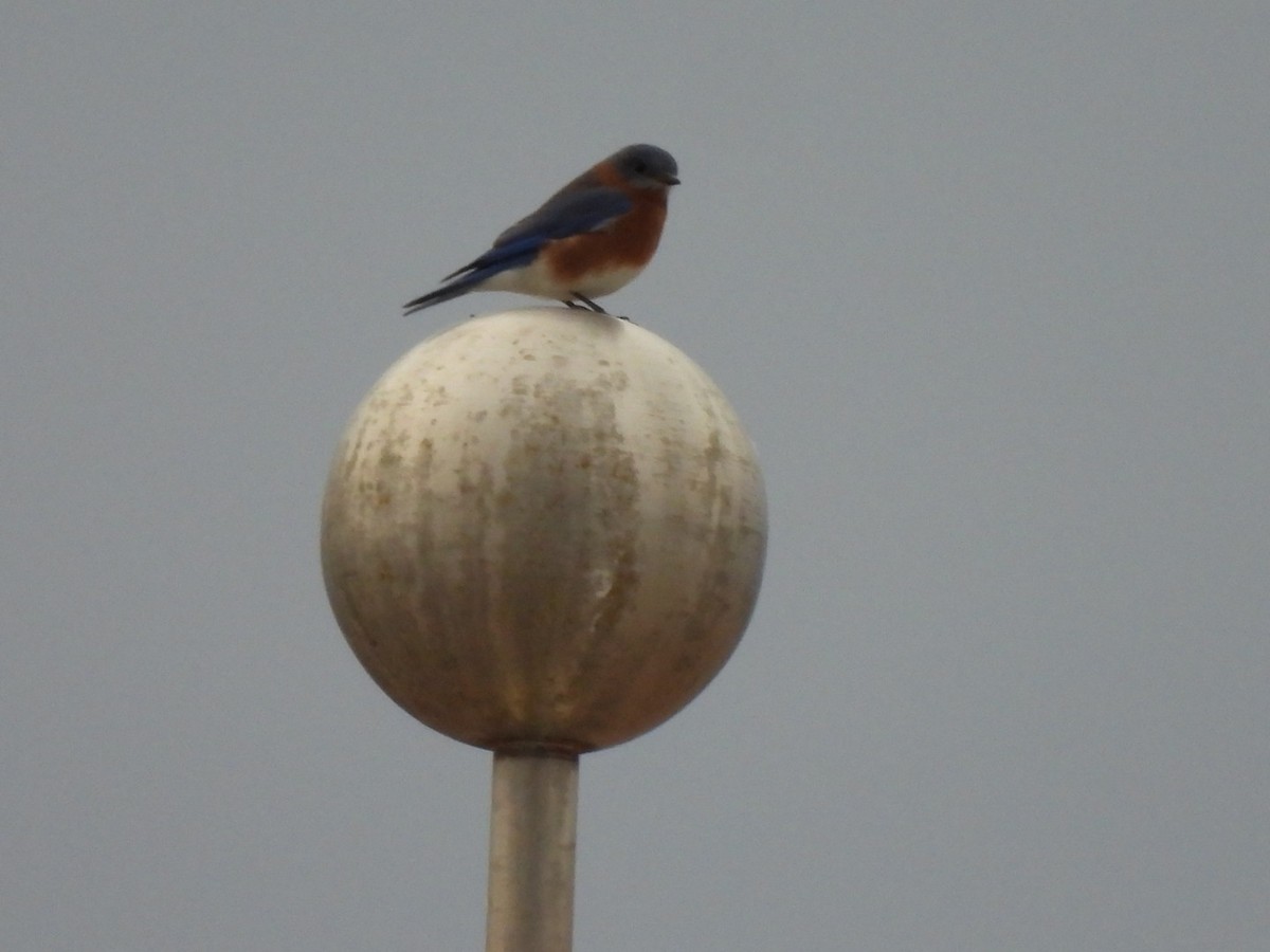 Eastern Bluebird - ML646025540