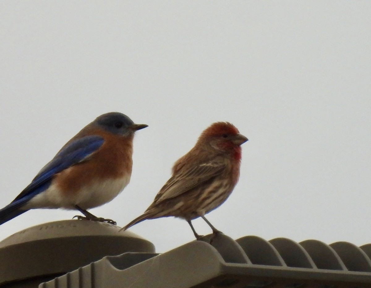 House Finch - ML646025544