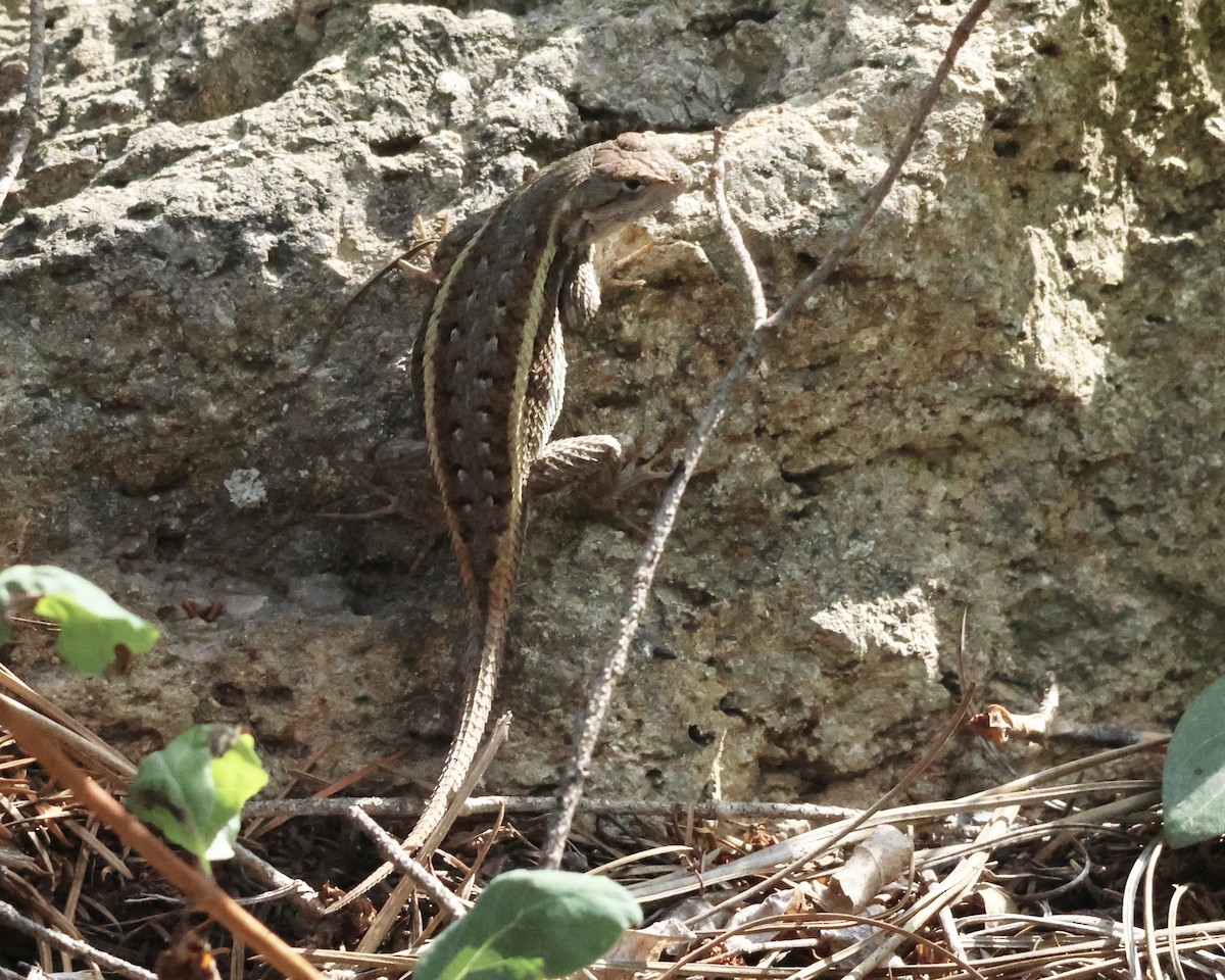 Striped Plateau Lizard - ML646025546