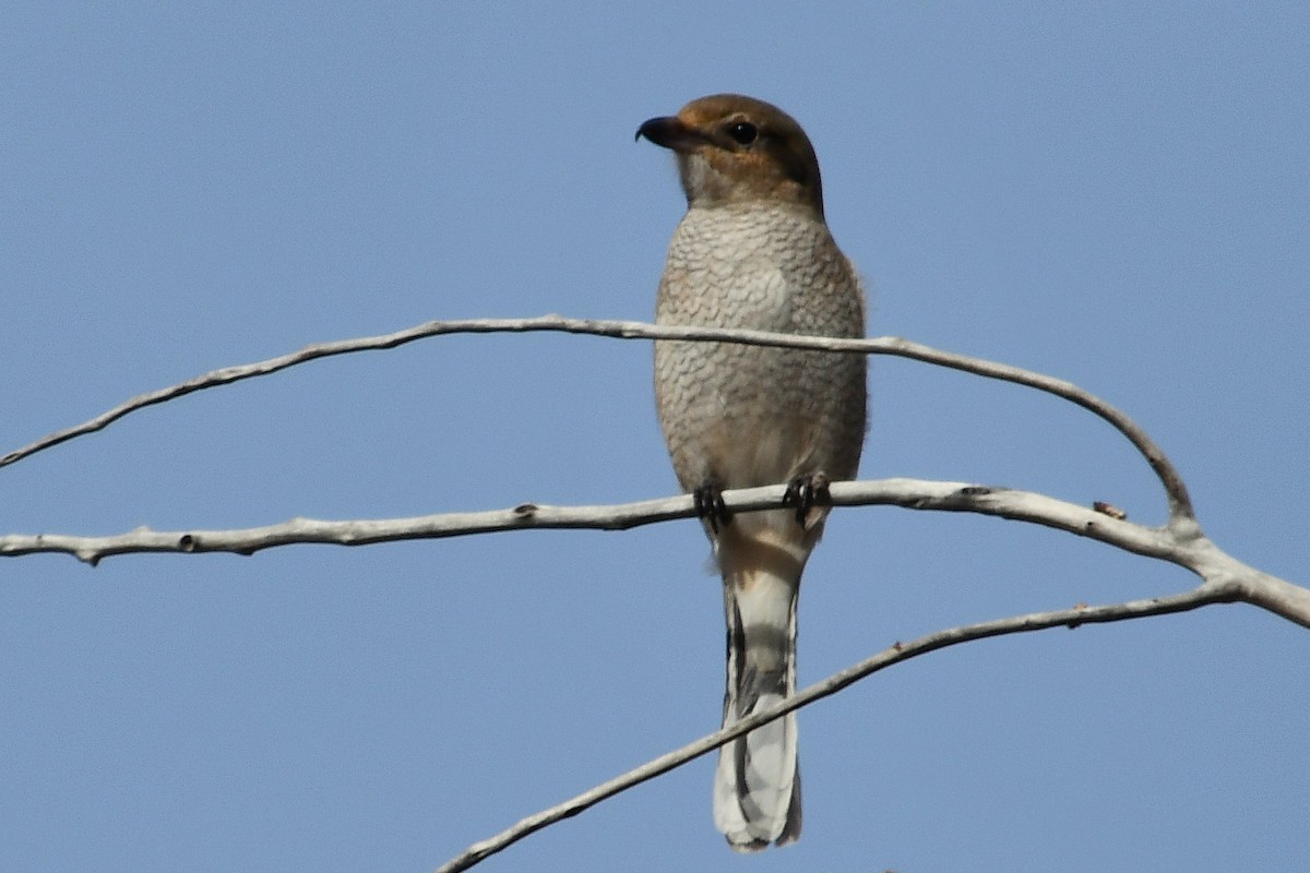 Northern Shrike - ML646025547