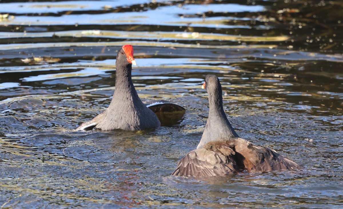 Common Gallinule - ML646025549