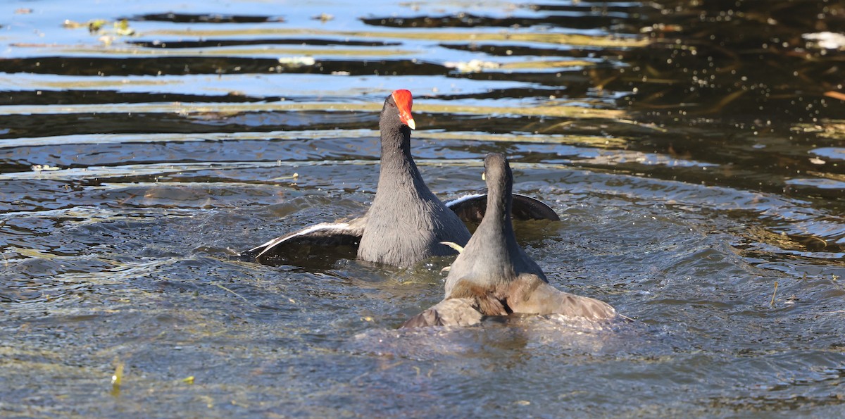 Common Gallinule - ML646025550